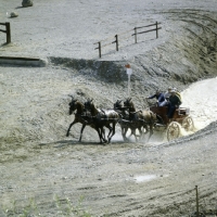 Picture of mats allvik (sweden) at quarry zug 1981, swedish horses
