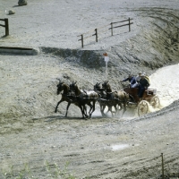 Picture of mats allvik (sweden) at quarry zug 1981, swedish horses
