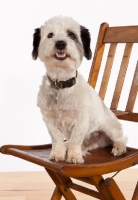 Picture of Mauzer (aka Muazer, Mouzer, Mowzer), schnauzer cross maltese