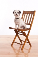 Picture of Mauzer (aka Muazer, Mouzer, Mowzer), schnauzer cross maltese on chair