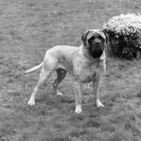 Picture of max, from grangemoor kennels, mastiff