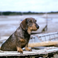 Picture of max, wire haired dachshund in boat