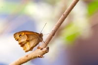 Picture of meadow brown butterfly on a branch