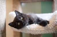 Picture of medium-hair black kitten lying on side in lambswool bed