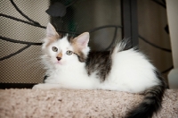 Picture of medium-hair kitten lying on carpet