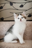 Picture of medium-hair kitten sitting on carpeted stairs