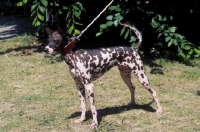 Picture of medium Peruvian hairless