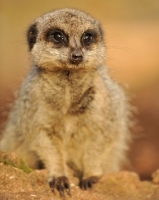 Picture of Meerkat