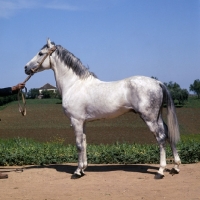 Picture of Meftah, Barb stallion at Tiflet