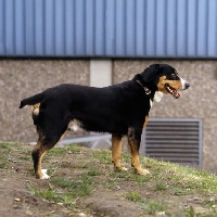 Picture of meika von glichenberg, entlebucher standing on high ground