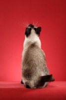 Picture of Mekong Bobtail sitting down, back view