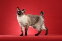 Picture of Mekong Bobtail standing on red background