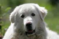 Picture of Meremma Sheepdog portrait