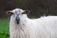 Picture of mergelland ewe in Limburg, The Netherlands