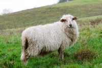 Picture of mergelland sheep, side view
