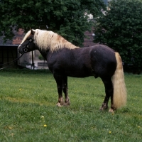 Picture of merkur, schwarzwald stallion at offenhausen