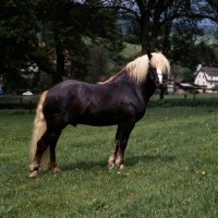 Picture of merkur, schwarzwald stallion at offenhausen