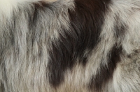 Picture of Merle Border Collie, coat detail
