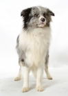Picture of Merle Border Collie standing on white background