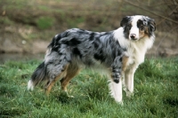 Picture of merle border collie