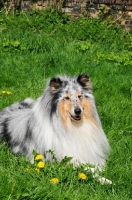 Picture of merle coloured Rough Collie lying down