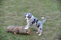 Picture of merle Mini Aussie puppy posing