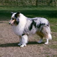 Picture of merle rough collie