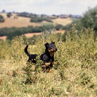 Picture of merry meg of the embarges,   lancashire heeler in field of thistles