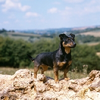 Picture of merry meg of the embarges,   lancashire heeler standing on a fallen tree