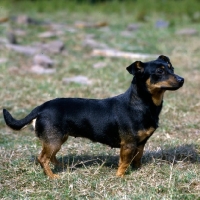 Picture of merry meg of the embarges,  lancashire heeler standing on dry grass