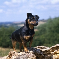 Picture of merry meg of the embarges,  lancashire heeler with tilted head