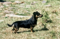 Picture of merry meg of the embarges, lancashire heeler standing on rough ground