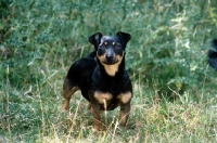 Picture of merry meg of the embarges, lancashire heeler  