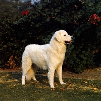 Picture of mex ch tall grass princess magda, hungarian kuvasz in usa