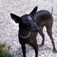 Picture of mexican hairless wearing collar