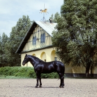 Picture of mezzo nonius A XXX1X, nonius stallion at mezoheges with traditional stable in background in hungary