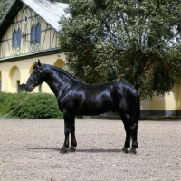 Picture of mezzo, nonius A XXX1X, nonius stallion at mezoheges in hungary with traditional stable in background 