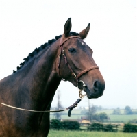 Picture of middle weight hunter, sammy dasher, portrait