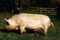 Picture of middle white boar standing in a field at heal farm, 