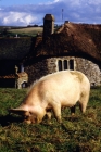 Picture of middle white pig at heal farm