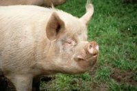 Picture of middle white pig, portrait