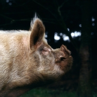 Picture of middle white pig, portrait