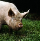 Picture of middle white pig standing on grass
