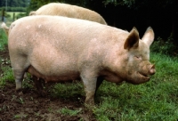 Picture of middle white sow side view