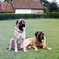 Picture of milf murias, ch macushlas dagda, two mastiffs sitting and lying on grass