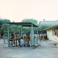 Picture of Milking Bashkir horses in Russia