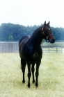 Picture of mill reef at the national stud, newmarket 