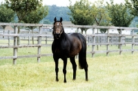 Picture of mill reef, derby winner, at the national stud