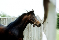 Picture of Mill Reef famous race horse, derby winner, at the national stud, newmarket