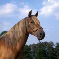 Picture of millersford starlight, new forest mare with beautiful mane, head study